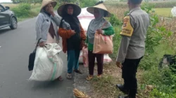 Bhabinkamtibmas Gerung Kawal Panen 3,6 Ton Jagung Warga