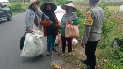 Peran Polisi di Balik Panen Jagung Sukses Petani Lombok Barat