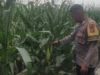 Bhabinkamtibmas Dampingi Petani Jagung di Lombok Barat, Hasilnya Mengejutkan