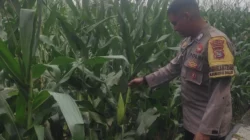 Bhabinkamtibmas Dampingi Petani Jagung di Lombok Barat, Hasilnya Mengejutkan