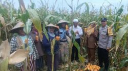 Panen Jagung di Babussalam, Polri Jadi Sahabat Petani Lombok Barat