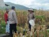 Bhabinkamtibmas Babussalam Dampingi Petani Panen Jagung Melimpah