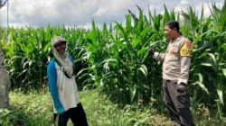 BHABINKAMTIBMAS DESA CEMPI JAYA TINJAU TANAMAN JAGUNG DAN DORONG SEMANGAT PETANI DALAM MENDUKUNG KETAHANAN PANGAN NASIONAL