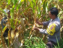 Polri di Lombok Barat Perkuat Ketahanan Pangan Desa