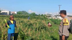 Bhabinkamtibmas Labuapi Ajak Warga Karang Bongkot Sulap Pekarangan Jadi Lumbung Pangan