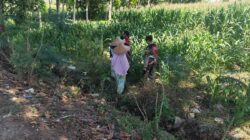 Patroli Ketahanan Pangan: Sinergi Polres Lobar dan Petani Jagung