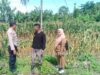 Sinergi Bhabinkamtibmas dan PPL: Panen Jagung Lombok Barat Perkuat Ketahanan Pangan