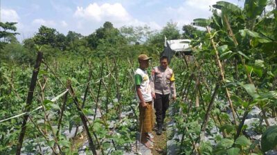 Sinergi Polri-Warga: Pekarangan Rumah Jadi Kunci Mandiri Pangan
