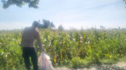 Jagung Lelede Panen Raya, Polri Pastikan Proses Aman dan Harga Stabil