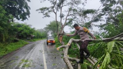 Gerak Cepat Polsek Asakota Evakuasi Pohon Tumbang yang Menutup Akses Jalan Umum di Ncai Kapenta