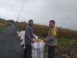 Ketahanan Pangan Lombok Barat: Peran Polsek Kuripan dan Petani