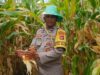 Polri Kawal Panen Jagung Desa Beleka, Pastikan Hasil Terserap Bulog