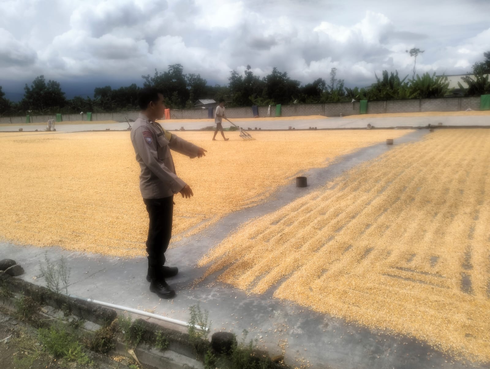 Sinergi Polri dan Bulog Jamin Harga Jual Jagung Petani Lombok Barat