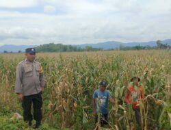 BHABINKAMTIBMAS DESA MBAWI PANTAU PANEN JAGUNG DALAM UPAYA DUKUNG KETAHANAN PANGAN NASIONAL
