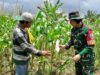 Kolaborasi TNI dan Petani Wujudkan Sawah Jagung Produktif
