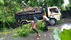 Respon Cepat Polsek Rasanae Timur, Evakuasi Pohon Tumbang dan Atur Arus Lalin di Mangge Pambu