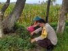 Polri Dampingi Petani Jagung Lombok Barat: Panen Lancar, Hasil Terserap Bulog