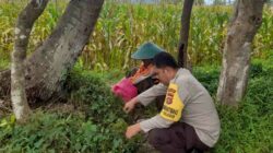 Sinergi Polri dan Petani, Jaga Stabilitas Pangan di Lombok Barat