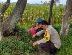 Polri Dampingi Petani Jagung Lombok Barat: Panen Lancar, Hasil Terserap Bulog