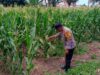 Polsek Labuapi Pantau Ketahanan Pangan di Karang Bongkot