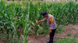 Polri Dukung Swasembada Pangan di Lombok Barat