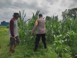 Polri Dukung Pangan: Bhabinkamtibmas Labuapi Ajak Warga Tanam di Pekarangan