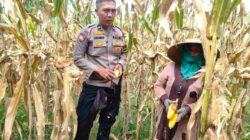 Polri Dampingi Panen Jagung di Lombok Barat, Dorong Penjualan ke Bulog