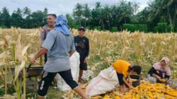 Demi Stok Pangan Nasional, Polsek Lembar Ajak Petani Salurkan Jagung Varietas NK ke Bulog