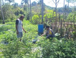 Dukung Ketahanan Pangan, Bhabinkamtibmas Desa Luk Turun Bantu Petani Tomat dan Motivasi Warga