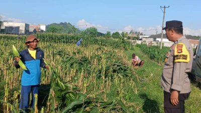 Polsek Labuapi Kawal Petani Jagung di Karang Bongkot
