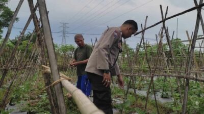 Polsek Sekotong Dampingi Petani Kuranji Dalang