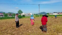 Optimalkan Lahan Pasca-Panen, Petani Lombok Barat Tanam Jagung