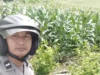 Bhabinkamtibmas Sekotong Pantau Produktivitas Jagung di Lahan Marginal
