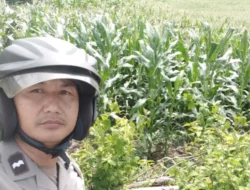 Bhabinkamtibmas Sekotong Pantau Produktivitas Jagung di Lahan Marginal