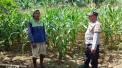 Sinergi Bhabinkamtibmas dan Petani Gerung Wujudkan Swasembada Pangan