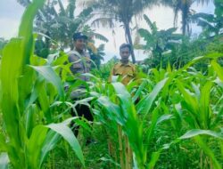 Dukung Swasembada Pangan, Bhabinkamtibmas Bajur Edukasi Warga
