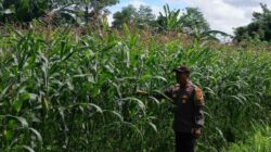 Polri Dampingi Petani Jagung Karang Bongkot Lombok Barat