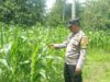 Polsek Sekotong Dukung Ketahanan Pangan di Taman Baru
