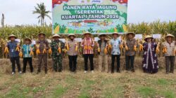 Wujudkan Swasembada Pangan, Kapolres Sumbawa Gelar Panen Raya Jagung Serentak Kuartal I Tahun 2026