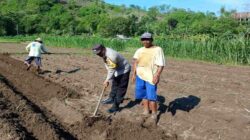 Polsek Gerung Pantau Ketahanan Pangan di Dusun Gumesa Utara Lobar