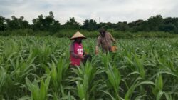Polsek Pekat Lakukan Pemantauan Lahan Jagung Warga Dukung Program Ketahanan Pangan Nasional