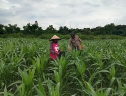 Polsek Pekat Lakukan Pemantauan Lahan Jagung Warga Dukung Program Ketahanan Pangan Nasional