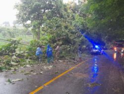 Pohon Tumbang Tutup Jalan di Desa Luk, Personel Polsek Rhee Sigap Evakuasi dan Atur Lalu Lintas