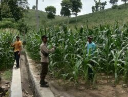 Bhabinkamtibmas Polsek Woja Pantau Lahan Jagung Warga Dukung Ketahanan Pangan Nasional