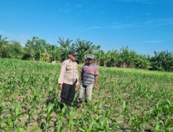 Polri Hadir di Tengah Petani, Pantau Lahan Jagung Warga di Kecamatan Kilo
