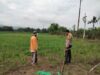 Polsek Hu’u Pantau Lahan Jagung Warga di Desa Cempi Jaya, Dukung Ketahanan Pangan Nasional