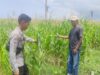 Polsek Kempo Lakukan Pemantauan Lahan Jagung Warga, Dukung Program Ketahanan Pangan Nasional