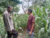 Polsek Woja Laksanakan Pemantauan Lahan Jagung Warga Binaan Dukung Program Ketahanan Pangan Nasional