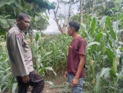 Polsek Woja Laksanakan Pemantauan Lahan Jagung Warga Binaan Dukung Program Ketahanan Pangan Nasional
