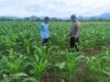 Polsek Pajo Laksanakan Pemantauan Lahan Jagung Warga Binaan Dukung Program Ketahanan Pangan Nasional
